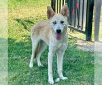 Small #1 Siberian Husky Mix