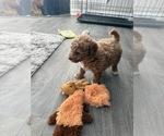 Small #14 Maltipoo