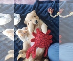 Puppy Puppy 4 Golden Retriever