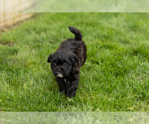 Medium Photo #1 Shih-Poo Puppy For Sale in NAPPANEE, IN, USA