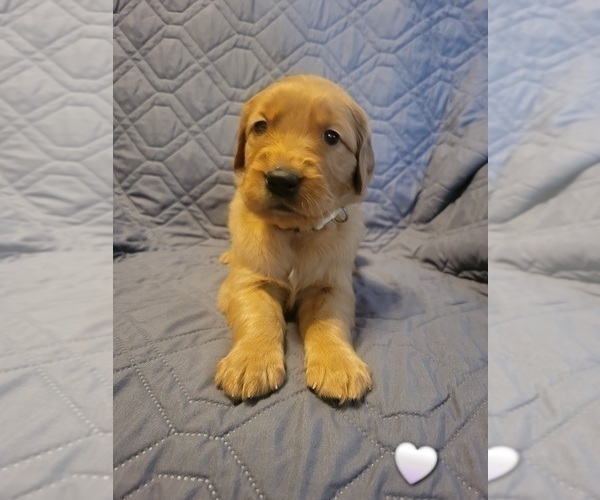 Medium Photo #1 Golden Retriever Puppy For Sale in ONTARIO, CA, USA