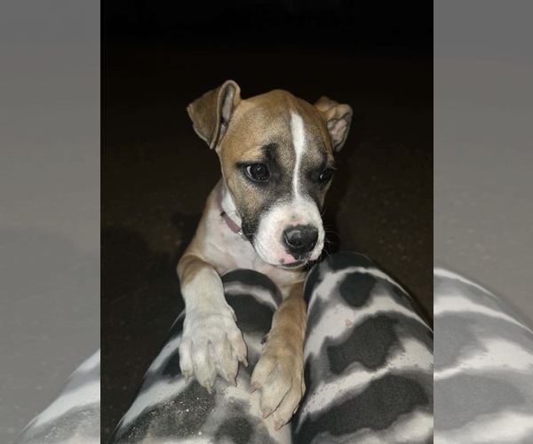 Medium Photo #5 Boxer Puppy For Sale in  Katy, TX, USA