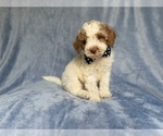 Small #7 Poodle (Miniature)