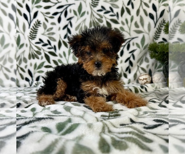Medium Photo #2 YorkiePoo Puppy For Sale in GREENFIELD, IN, USA