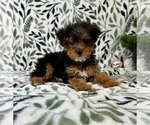 Small #1 YorkiePoo