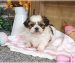 Jackie - Female Shih Tzu Puppy for Sale - Photo #3