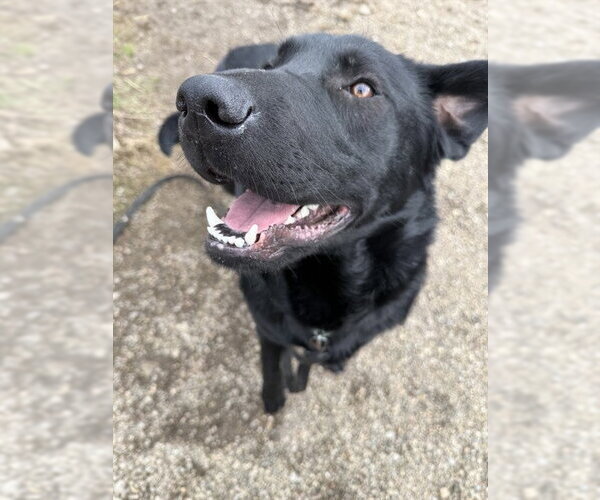 Medium Photo #2 Labrador Retriever-Unknown Mix Puppy For Sale in Center Township, PA, USA