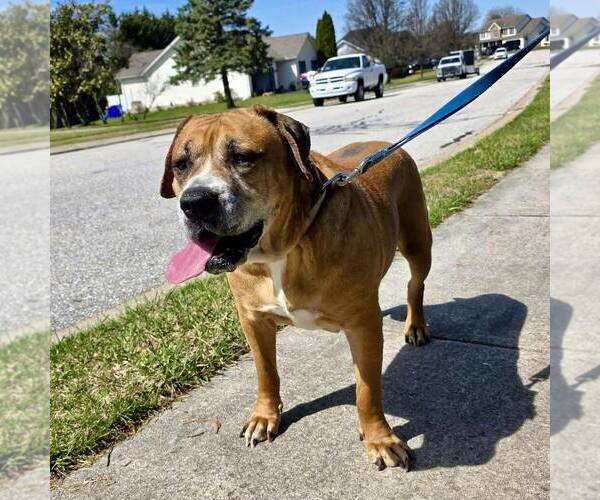 Medium Photo #3 Boxer-Unknown Mix Puppy For Sale in New Oxford , PA, USA