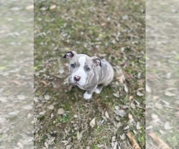 Medium Photo #12 American Bully Puppy For Sale in LANCASTER, PA, USA