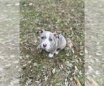 Small Photo #12 American Bully Puppy For Sale in LANCASTER, PA, USA