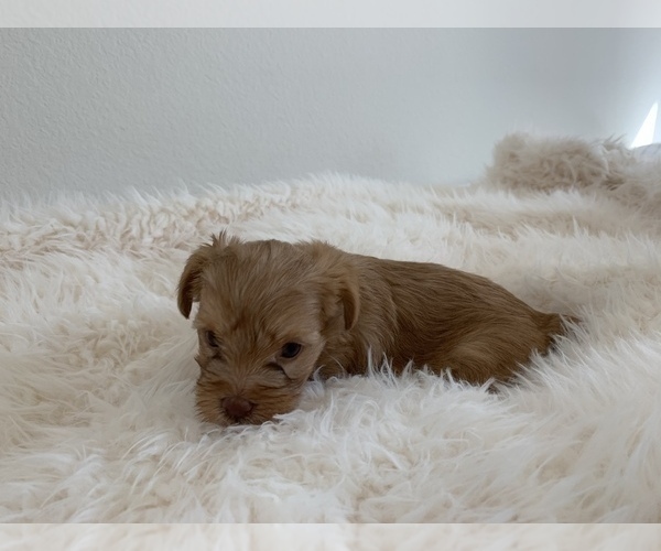 Medium Photo #12 Yorkshire Terrier Puppy For Sale in LA SIERRA, CA, USA