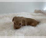 Small Photo #12 Yorkshire Terrier Puppy For Sale in LA SIERRA, CA, USA