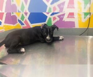 American Pit Bull Terrier-Unknown Mix Dogs for adoption in Baytown, TX, USA