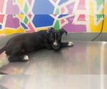 Small American Pit Bull Terrier Mix