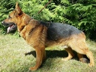 Small Photo #1 German Shepherd Dog Puppy For Sale in CASTLE ROCK, WA, USA