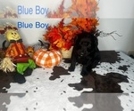 Puppy Blue Boy Labradoodle