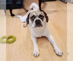 Small #8 Puggle