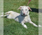 Small #1 Great Pyrenees Mix