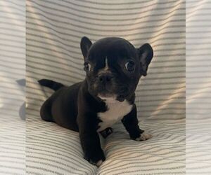French Bulldog Puppy for sale in JOHNS ISLAND, SC, USA