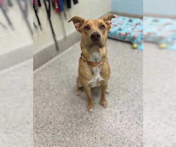 Medium Photo #1 Mutt Puppy For Sale in Brighton, CO, USA