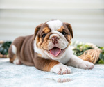 Small Photo #9 Beabull-English Bulldog Mix Puppy For Sale in MILLERSBURG, OH, USA