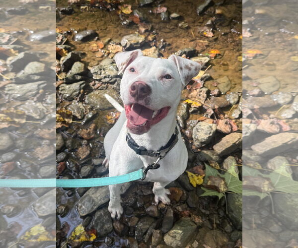 Medium Photo #10 American Staffordshire Terrier-Jack Russell Terrier Mix Puppy For Sale in Arlington, VA, USA