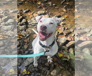 Ziggy - Male American Staffordshire Terrier-Jack Russell Terrier Mix Dog for Adoption - Photo #10