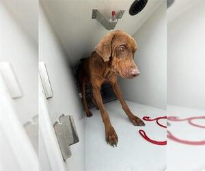 Doberman Pinscher Dogs for adoption in Houston, TX, USA
