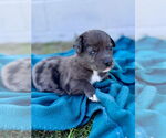 Small #1 Australian Shepherd-Catahoula Leopard Dog Mix