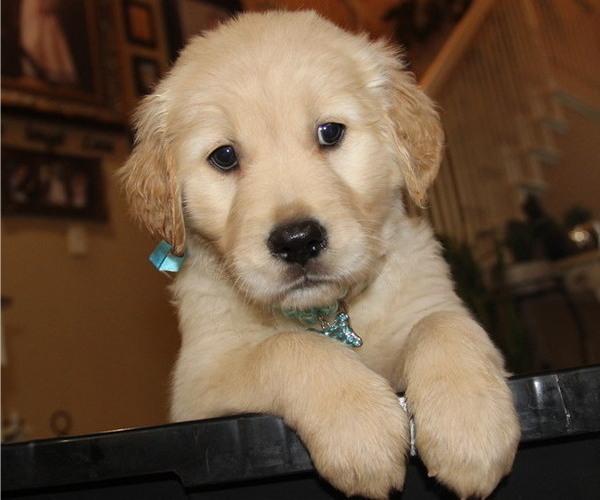 Medium Photo #2 Golden Retriever Puppy For Sale in FRESNO, CA, USA