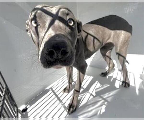 Medium Photo #1 Mutt Puppy For Sale in Houston, TX, USA