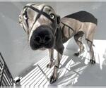 COOKIE - Female Mutt Dog for Adoption - Small photo