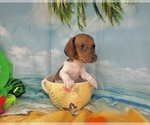 Image preview for Ad Listing. Nickname: Tank