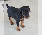 Small Photo #3 Doberman Pinscher Puppy For Sale in BEGGS, OK, USA