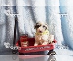 Small Photo #6 Australian Shepherd-Poodle (Toy) Mix Puppy For Sale in SANGER, TX, USA