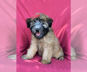 Soft Coated Wheaten Terrier Puppy for sale in LANCASTER, PA, USA