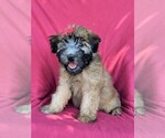 Small Photo #1 Soft Coated Wheaten Terrier Puppy For Sale in LANCASTER, PA, USA