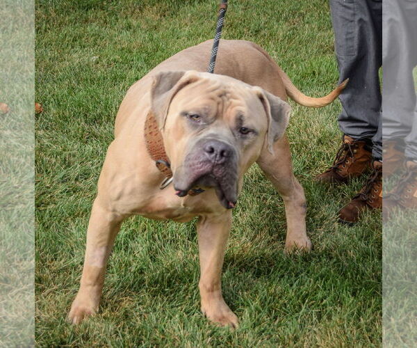 Medium Photo #2 American Bulldog-American Staffordshire Terrier Mix Puppy For Sale in Huntley, IL, USA