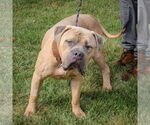 Small #1 American Bulldog-American Staffordshire Terrier Mix