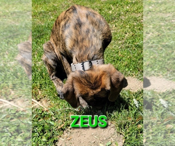 Medium Photo #2 Mastiff Puppy For Sale in FOLEY, MO, USA