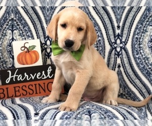 Labrenees Puppy for sale in LAKELAND, FL, USA