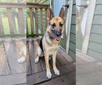 Small German Shepherd Dog