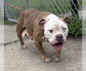 Bulldog-Unknown Mix Dogs for adoption in Virginia Beach, VA, USA