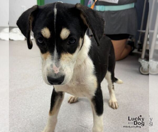 Medium Photo #3 Labrador Retriever-Unknown Mix Puppy For Sale in Washington, DC, USA