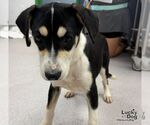Small #2 Labrador Retriever Mix