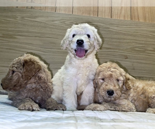 Medium Photo #2 Goldendoodle-Poodle (Standard) Mix Puppy For Sale in DETROIT, MI, USA