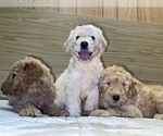 Small Photo #2 Goldendoodle-Poodle (Standard) Mix Puppy For Sale in DETROIT, MI, USA