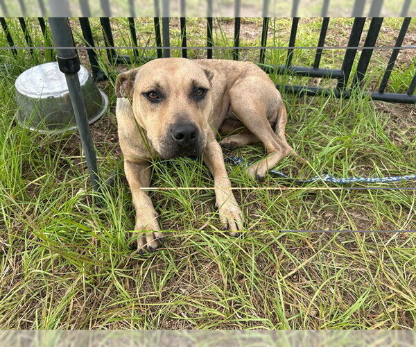Medium Photo #1 American Pit Bull Terrier Puppy For Sale in Ocala, FL, USA