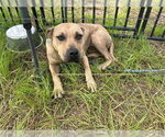 Small American Pit Bull Terrier