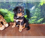 Small Photo #13 Golden Mountain Dog Puppy For Sale in BLACK FOREST, CO, USA